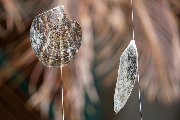 Foto collana di conchiglie della polinesia