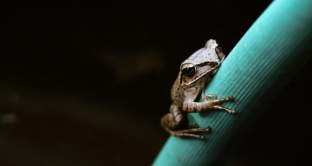 Photo polypedates leucomystax looking at the camera