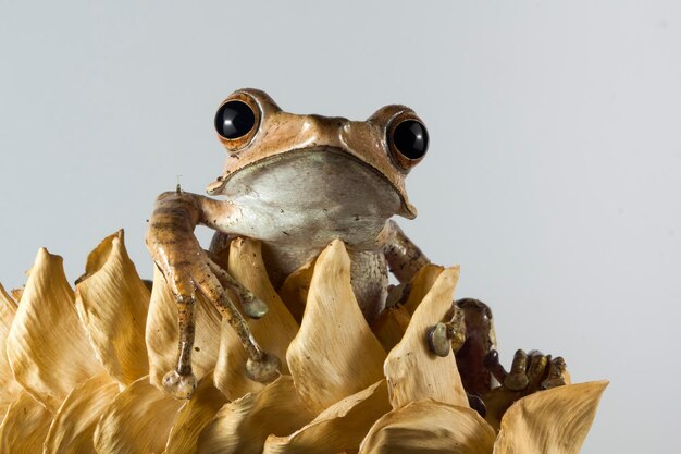 Polypedates otilophus close-up op droge bladeren met grijze achtergrond