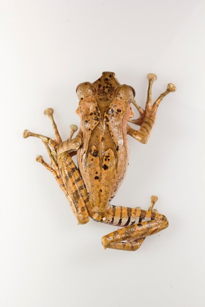 Photo polypedates otilophus sitting on green leaves