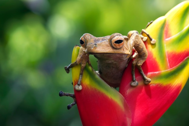 Polypedates otilophus zittend op rood