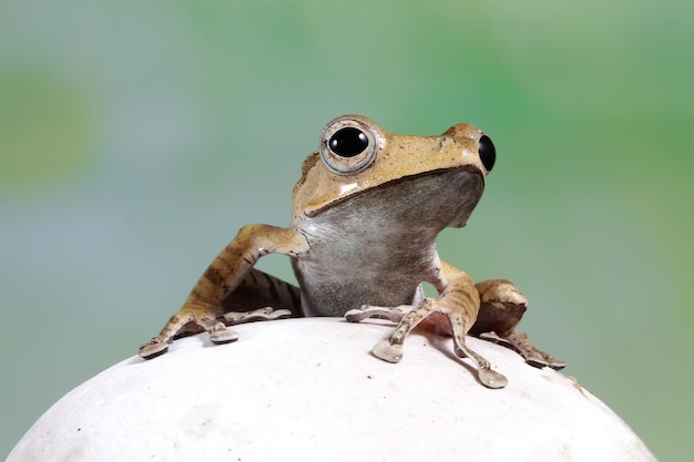 Polypedates otilophus zittend op witte steen