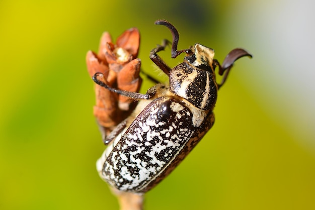 Polyphylla fullo beetle on the straw