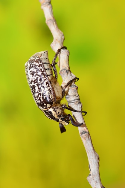 Polyphylla fullo beetle on the straw