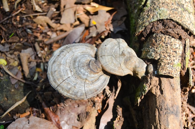 Foto funghi polyporaceae che crescono su legno in decomposizione