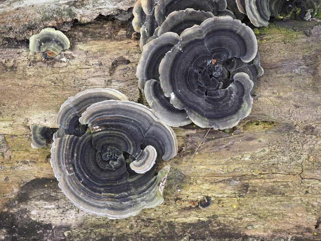 사진 polypores 브래킷 곰팡이