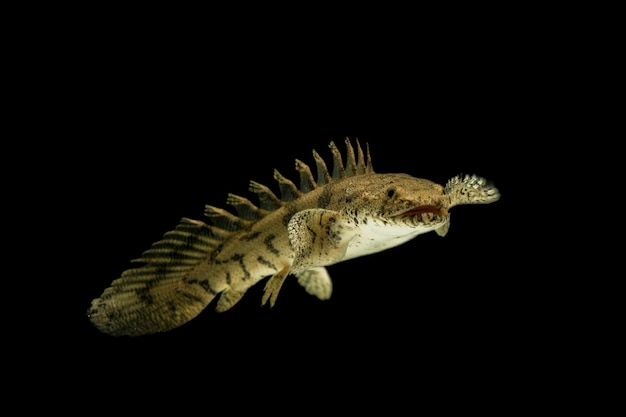 검은 배경에 Polypterus endlicheri Bichir 물고기