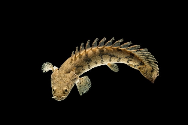 사진 검은 배경에 polypterus endlicheri bichir 물고기