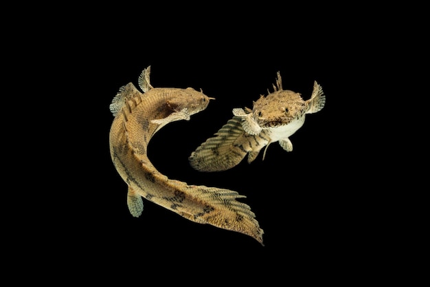Polypterus endlicheri Bichir vis op zwarte achtergrond