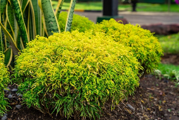 Polyscias fruticosa growth in garden Ornamental trees green park named Ming aralia