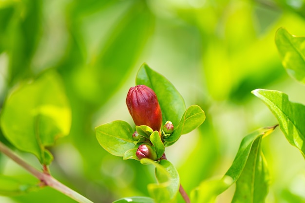 Pomegranate blossom close up in a spring garden.