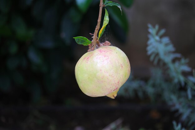 A pomegranate on a branch with the leaves on it