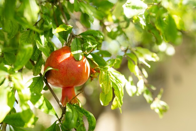 Pomegranate closeup viewpomegranate seeds and fruitspomegranates growing on a tree in a garden