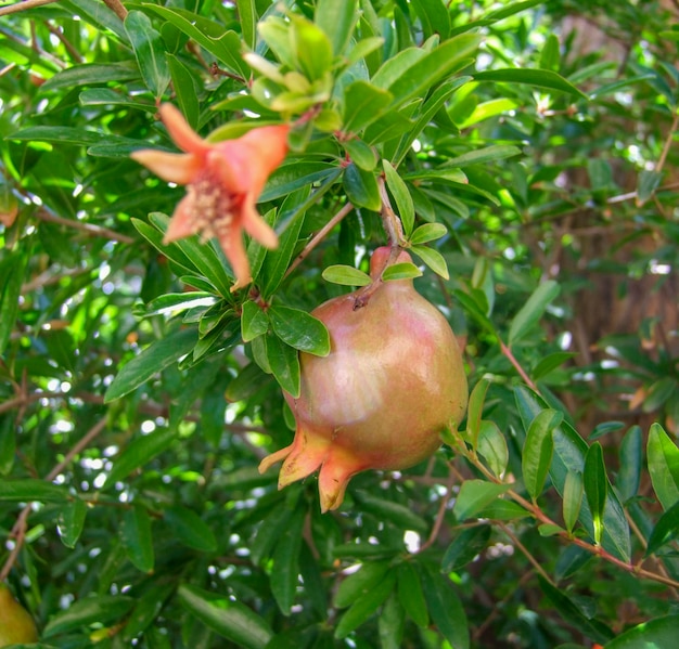 Pomegranate closeup