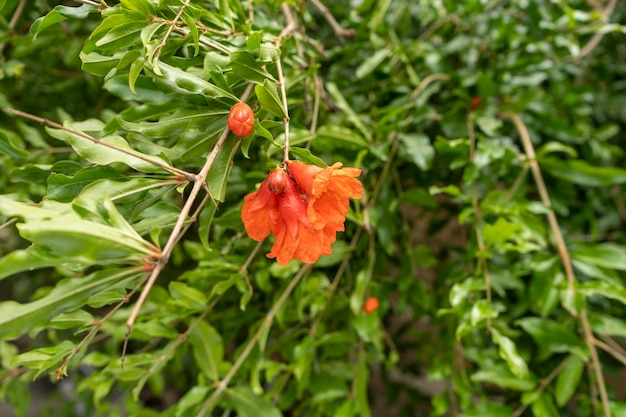 Pomegranate flower in a different colour