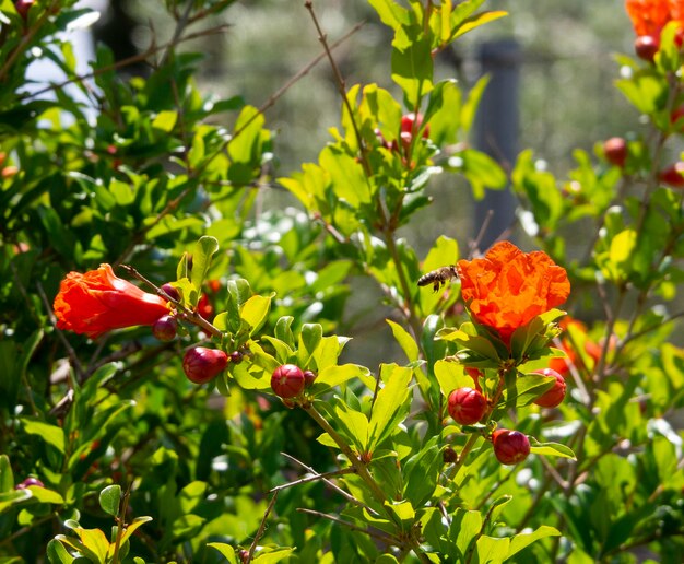 ギリシャの木のクローズアップにザクロの花Punicagranatum