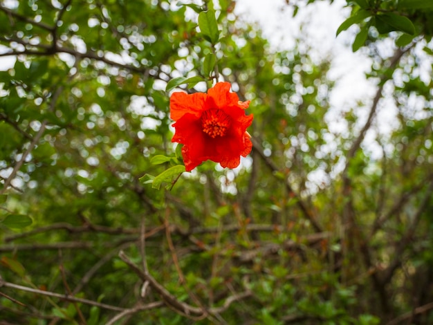 ギリシャの木のクローズアップにザクロの花Punicagranatum