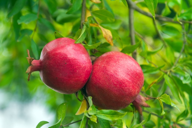 Pomegranate fruit in garden