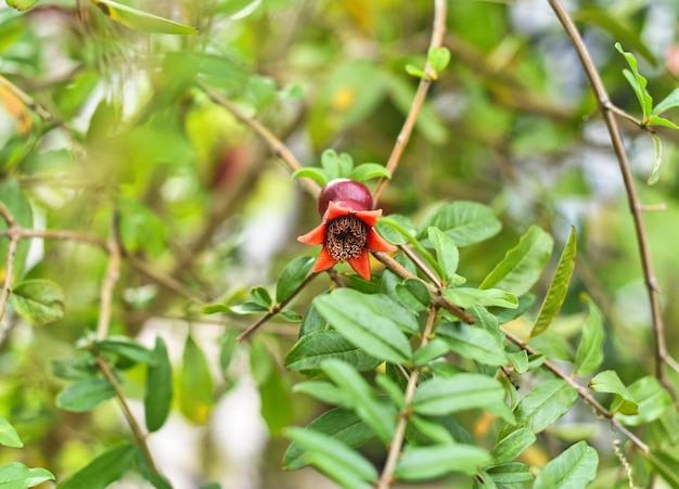 Pomegranate fruit growing on a branch in Vietnam