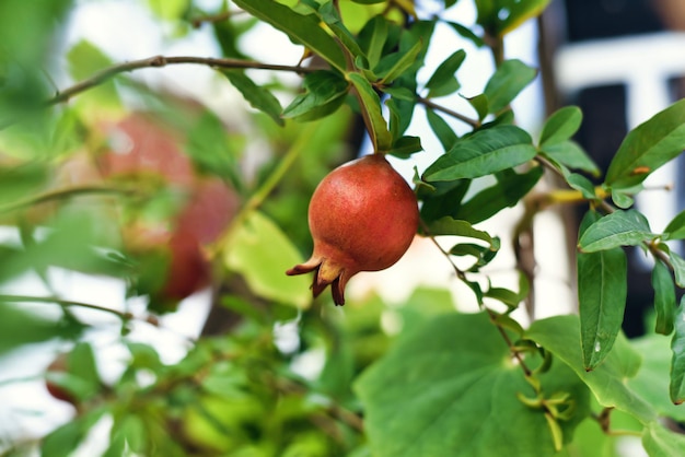 Pomegranate fruit growing on a branch in Vietnam