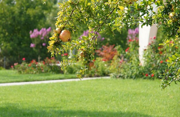 Pomegranate fruit hanging on the tree blurred view of the garden and pomegranate tree