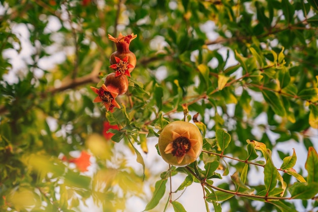 Pomegranate fruits on a pomegranate tree in a garden pomegranate production or agriculture concept