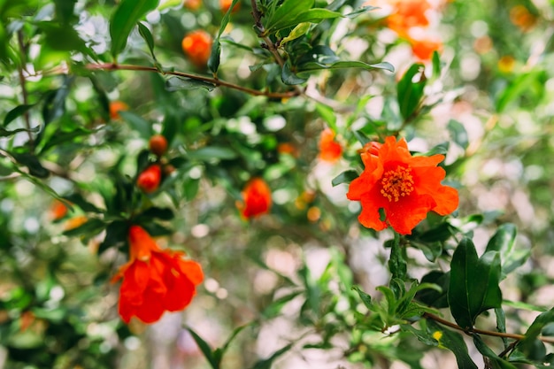 ザクロのガーネットフルーツの花葉の背景に新鮮なガーネットの花