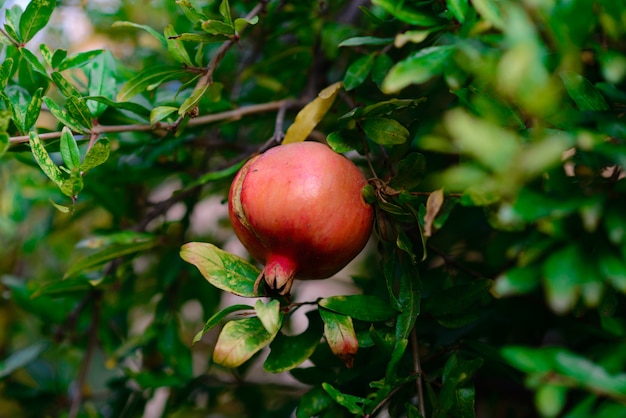 Pomegranate growing on a tree.