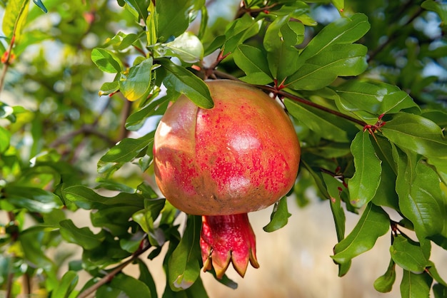 A pomegranate hangs from a tree with green leaves.