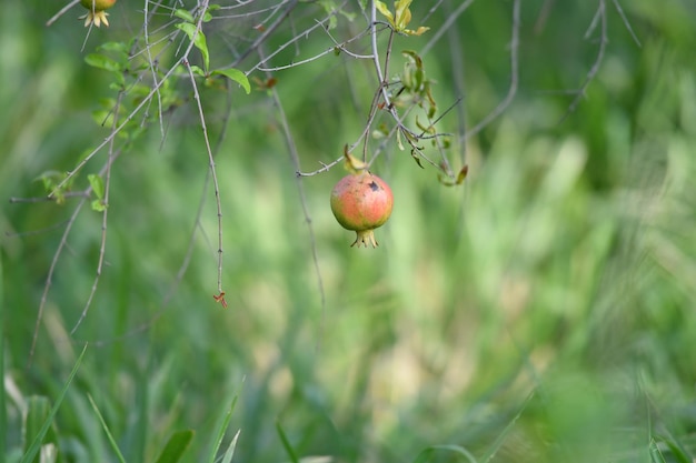 A pomegranate is hanging from a tree branch.