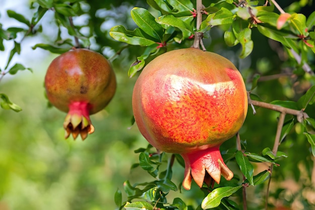 A pomegranate is hanging from a tree with the leaves showing the tip of the fruit.