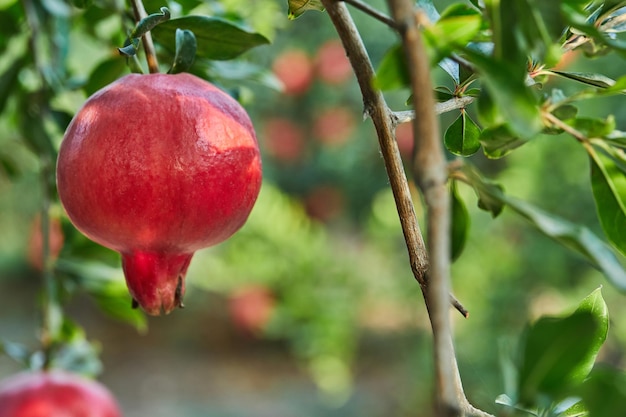 Melograno nella piantagione di melograno nella stagione del raccolto sotto i raggi del sole all'alba grandi frutti per rosh hashanah