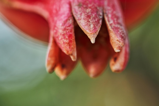 Pomegranate in pomegranate plantation in the harvest season in the rays of the dawn sun Great fruits for Rosh Hashanah