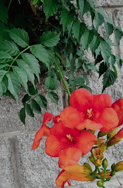 The pomegranate tree blooms with bright red flowers on stone wall background