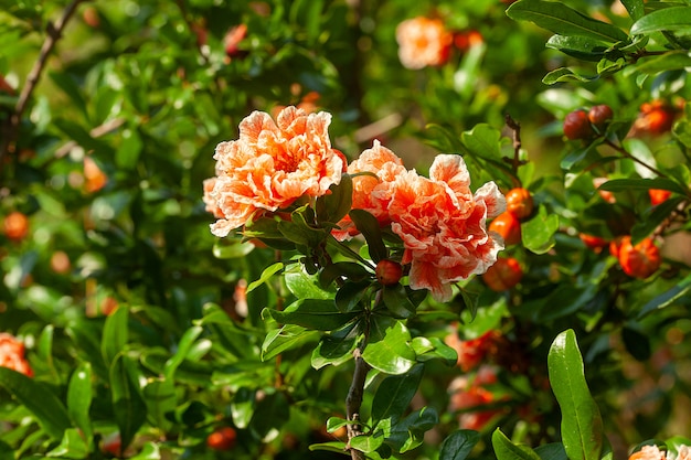 Pomegranate tree in the garden