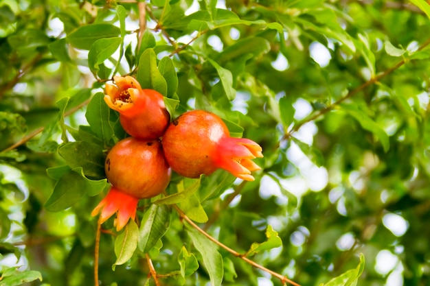 Pomegranate tree young fruit