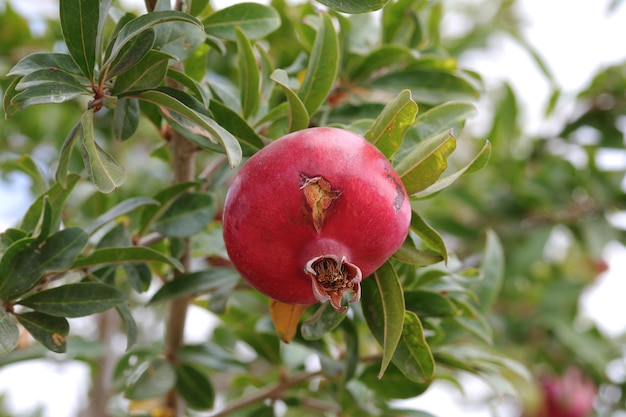 Photo a pomegranate with a green leaf on it