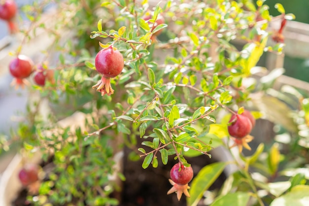 Pomegranates growing on an ornamental tree