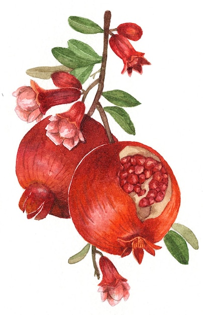 pomegranates watercolor