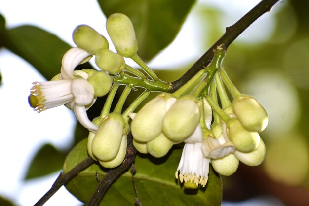 Pomello of Jabom vrucht bloem Citrus maxima