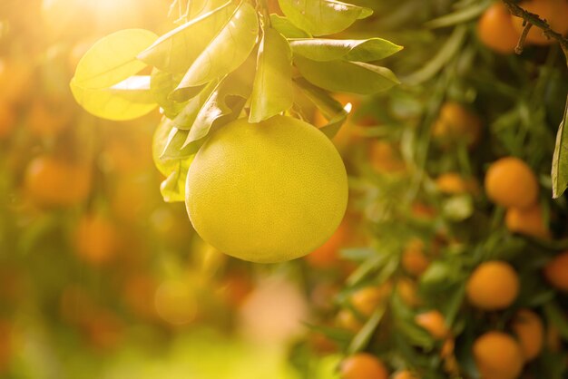 Pomelo fruit in garden