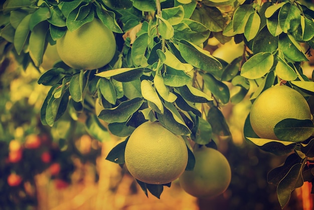 Pomelo fruit in garden