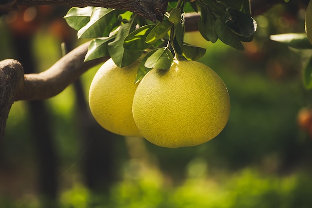 Pomelo fruit in de tuin