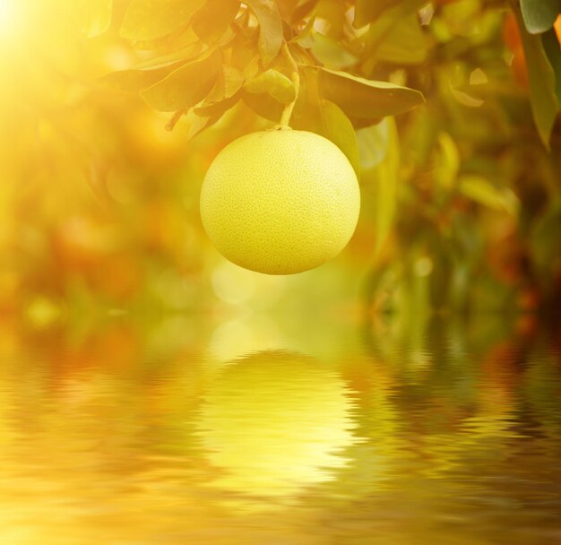 Pomelo fruit in de tuin