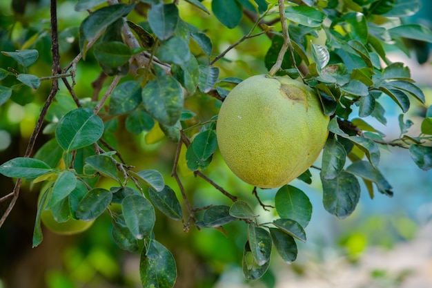 pomelo op boom