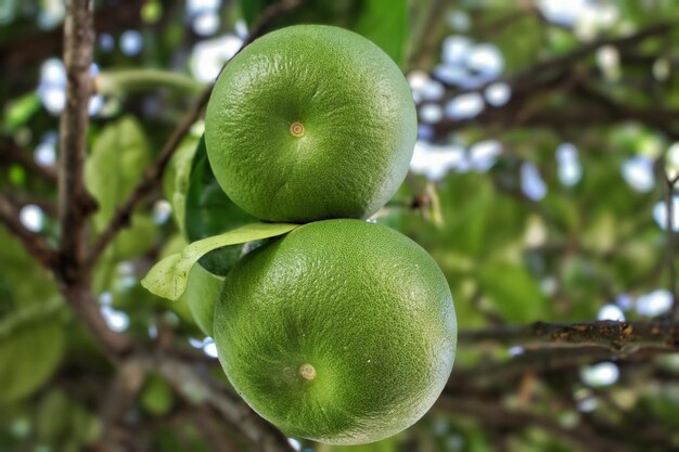 Pomelo sinaasappel