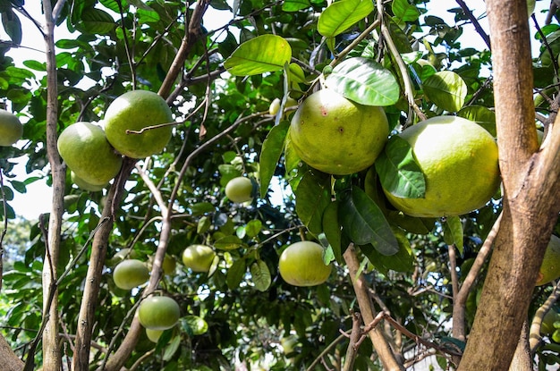 Pomelo tree in the farm