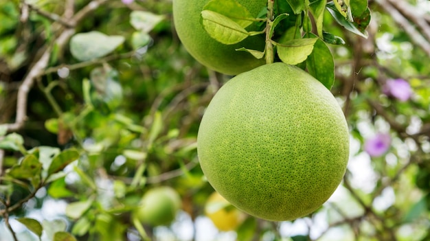 Pomelo tree in an orchard.