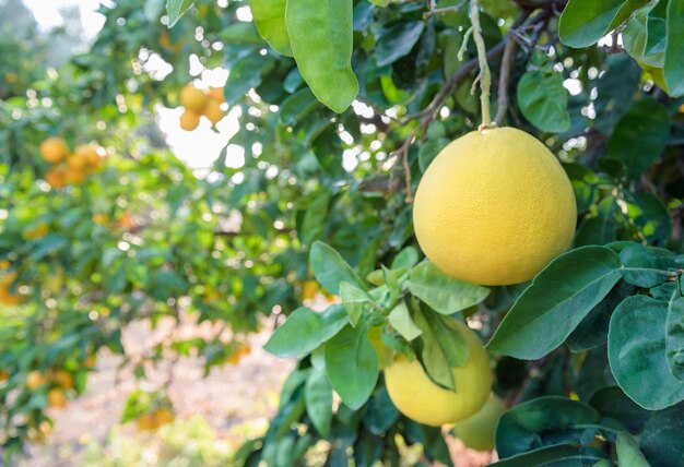 Pomelo-vruchten close-up op een boomtak in de tuin van citrusvruchten, selectieve focus