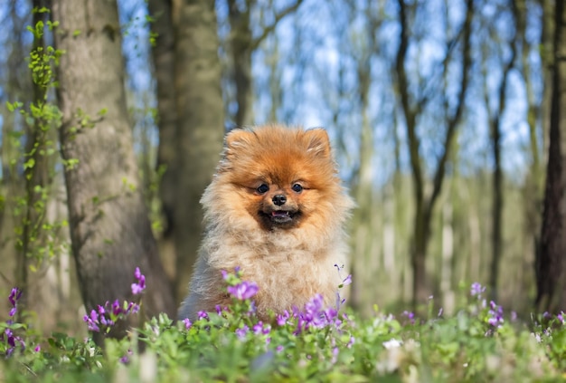 Pomeraanse spits in de natuur